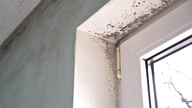 Best Forensic Mold Investigation  in Lebanon, KY