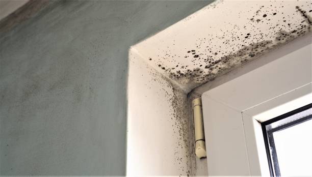 Best Post-Construction Mold Inspection  in Lebanon, KY