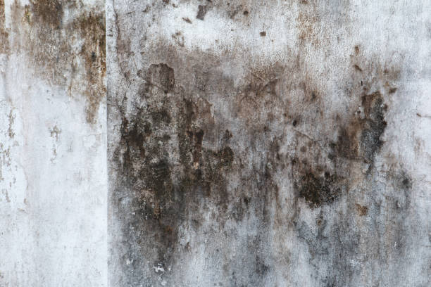 Best Comprehensive Air Testing for Mold Contaminants  in Lebanon, KY