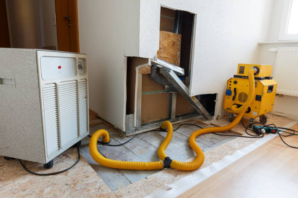 Best Black Mold Removal  in Lebanon, KY