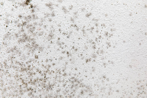 Lebanon, KY Mold Removal Company