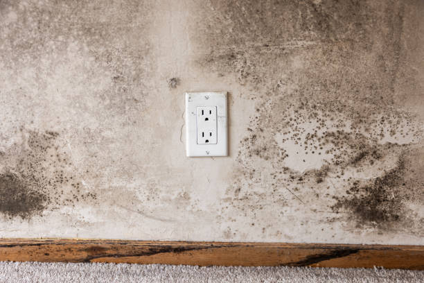 Best Crawl Space Mold Remediation  in Lebanon, KY