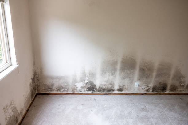 Best Comprehensive Air Testing for Mold Contaminants  in Lebanon, KY