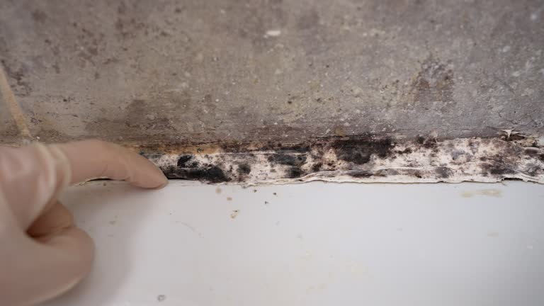 Best Mold-Related Health Consultation  in Lebanon, KY